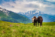 Two grazing cows on a field in the mountains, sunny day, green grass and snowy peaks.