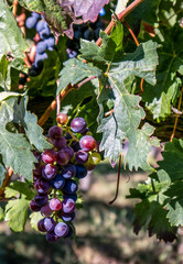 Red grapes on grapevine just before harvesting. La Rioja, Spain