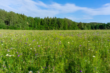 Sunny Meadow At The Edge Of The Forest