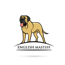 English Mastiff Dog - Isolated Vector Illustration