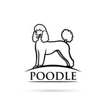 Poodle Dog - Isolated Vector Illustration