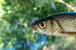 fish chub caught on a hook close-up