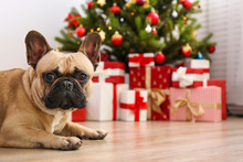 French Bulldog Guarding Christmas Presents Concept. Adult Adorable Dog With Wrinkled Face Under Holiday Tree With Wrapped Gift Boxes, Festive Lights. Festive Background, Close Up, Copy Space.