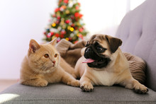 Beautiful Red British Shorthair Cat And Adorable Pug On Grey Couch Over The Christmas Tree & Festive Decor. Portrait Of Beloved Pets At Home, Pine Tree, Bokeh Effect Lights. Close Up, Copy Space.