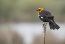 Closeup Shot Of A Yellow Headed Blackbird On A Plant With A Blurred Background