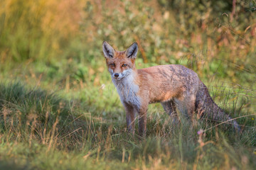 Wall Mural -  Red Fox (Vulpes vulpes)