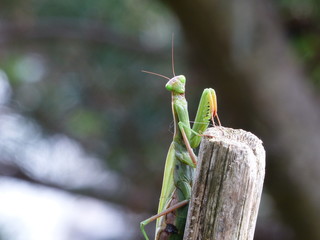 Sticker - Smiling Mantis