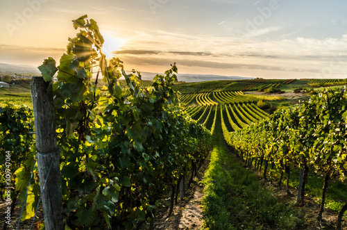 Fotomural Weinberg in Rheinhessen im Sonnenuntergang