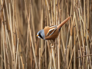 Bearded Tit (Panurus biarmicus)