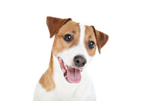 Beautiful Jack Russell Terrier Dog Isolated On White Background
