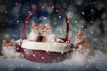 Five Kittens Of The Breed British Shorthair Sit In The Christmas Basket And Next. Snow Falls. Magic, Fabulous Picture