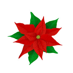 Wall Mural - Christmas Poinsettia Plant