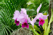Cattleya Trianae orchid, a beautiful tropical flower