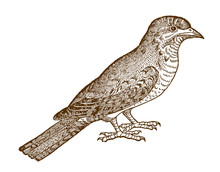Eurasian Wryneck Jynx Torquilla In Side View. Illustration After Antique Woodcut From 16th Century