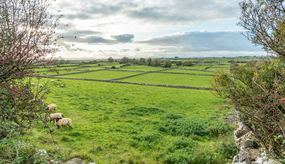 Wall Mural - ireland landscpae with stone fence