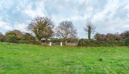 Wall Mural - tree in field