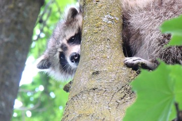 raccoon hiding in a tree