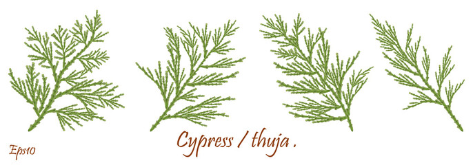green cypress branch with cones. cypress twig with growing cones isolated on white background. cupre