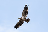 Fototapeta  - A juvenile American Bald Eagle in flight.