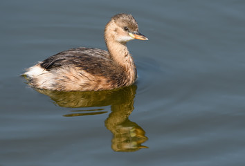 Little Grebe with Reflection Swimming