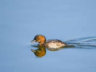 Wall Mural - Little Grebe with Reflection Swimming