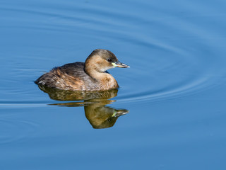 Wall Mural - Little Grebe with Reflection Swimming