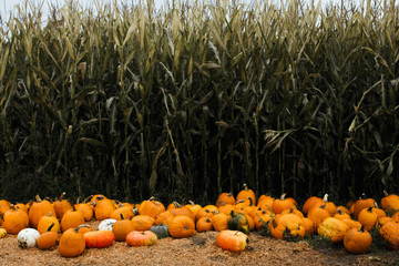 corn maze