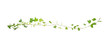 Leinwandbild Motiv green ivy isolated on a white background.