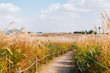 Autumn dry reeds road at Sky park in Seoul, Korea