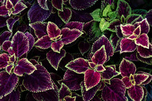 Colorful Leaves Pattern,leaf Coleus Or Painted Nettle In The Garden