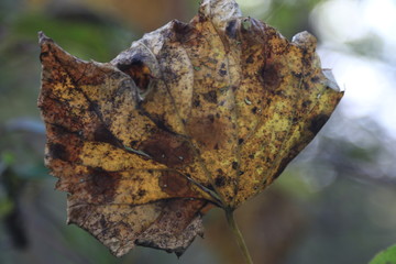 Wall Mural - Close Up Nature Macro