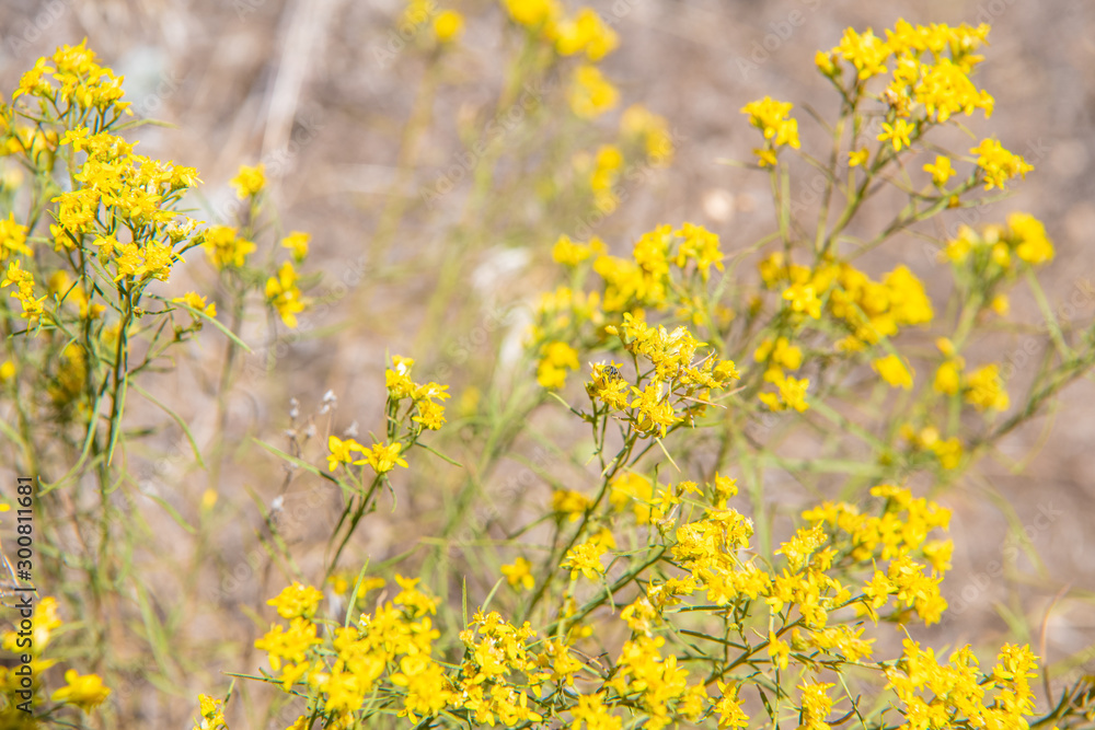 Bright yellow rabbit brush blossoms in autumn Stock Photo | Adobe Stock