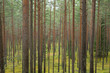 © ynos - City Cesis, Latvia. Pine forest with trees and green moss. Travel photo 2. november 2019.