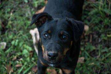 dog on grass