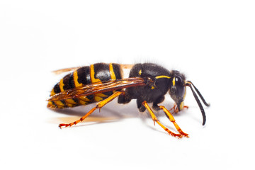 big wasp isolated on a white background