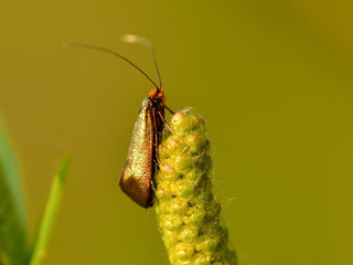 Wall Mural - Nemophora metallica - small butterfly with very long horns