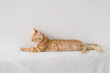© Xiuxia Huang - a tabby cat on white sofa
