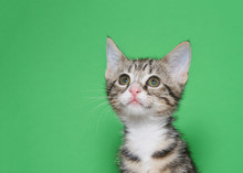 Portrait Of And Adorable White And Gray Tabby Kitten Looking Above Viewer To Viewers Left With Curious Expression. Green Background With Copy Space