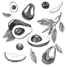 The Set Of Avocado. Whole Avocado Fruits And Pieces. Leaves, Branches And Bones Of Avocado. Graphics. Hand Drawn
