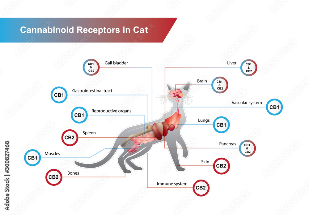 Cannabinoid receptors in Cat and CB1 and CB2 work. - obrazy, fototapety, plakaty 