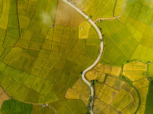 Above Golden Paddy Field During Harvest Season. Beautiful Field Sown With Agricultural Crops And Photographed From Above. Top View Agricultural Landscape Areas The Green And Yellow Rice Fields.