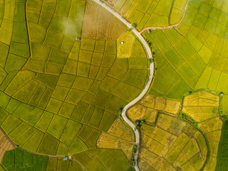 above golden paddy field during harvest season. beautiful field sown with agricultural crops and pho