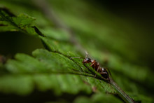 Closeup Of Red Ant On A Green Leaf Of Fern