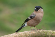 A Close Up Portrait Of A Female Bullfinch Pyrrhula Pyrrhula, Perched On A Log Looking Left Into Copy Space. The Background Is Plain Green