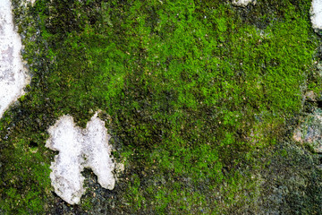 Poster - The green plants on old wall cement