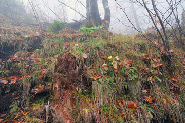 Poster - fog in the autumn forest after rain