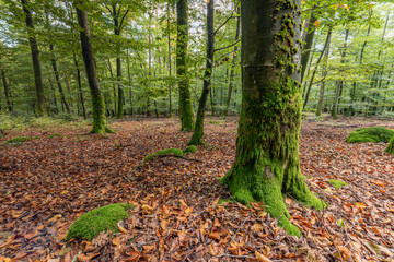 Wall Mural - Forêt de montagne en automne