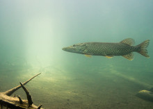 Big Pike Swimming In Lake With Sunlight Background