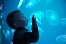 Little Boy, Child Watching Jellyfish Swim At Indoor Aquarium. Kid At Zoo Aquarium.