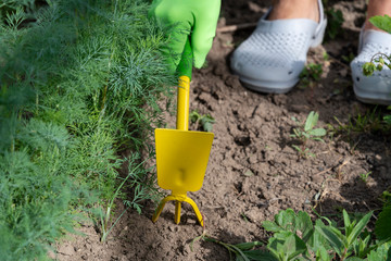 Gardener hands working in hobby garden.